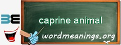 WordMeaning blackboard for caprine animal